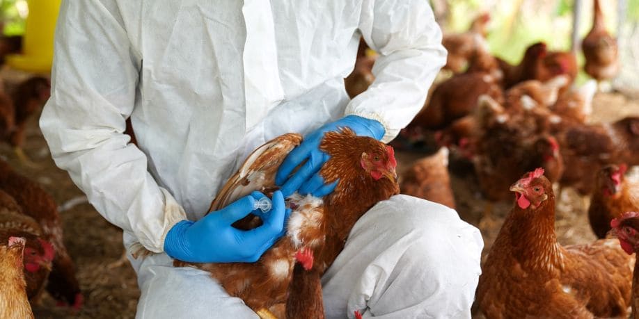 Aprueban nuevas medidas sanitarias para prevenir y controlar la influenza aviar Revista Industria Alimentaria